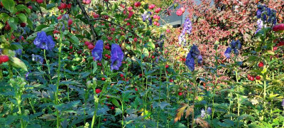 Herbsteisenhut 2.jpg