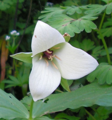 Trillium_sulcatum_057.jpg