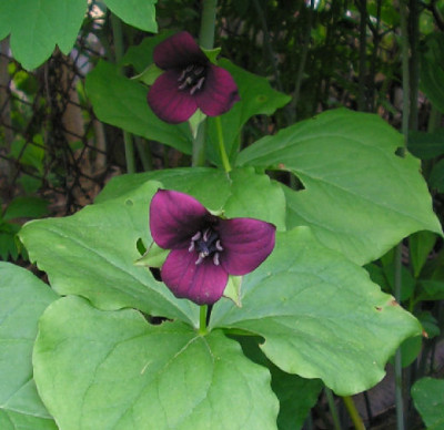 Trillium_sulcatum_085.jpg