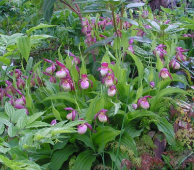 Cypripedium_Gisela_004.jpg