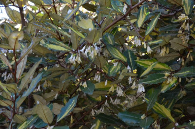 Elaeagnus_pungens-Maculata.22-4.jpg