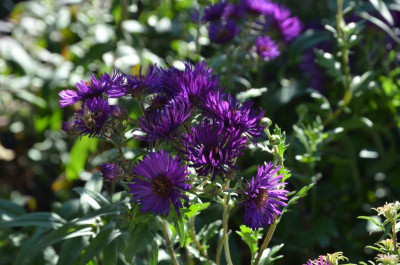 Aster_novae_angliae-BüchterNacht.22-1.jpg