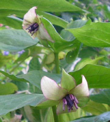 Trillium_rugelii_x_erectum_065.jpg