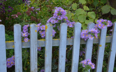 Aster_novae_belgiae-Sämling-lila.22-3.jpg