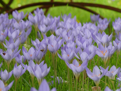2022-10-15 Crocus speciosus 1.jpg
