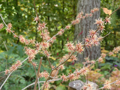 2022-10-15 Hamamelis virginiana 'Mohonk Red' 4.jpg