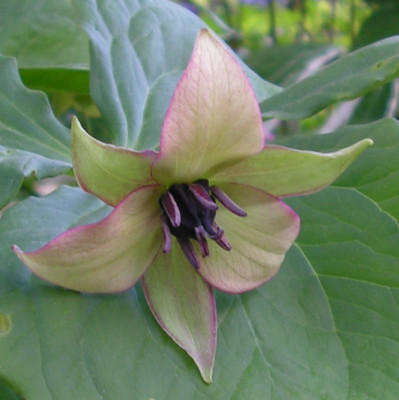 Trillium_rugelii_x_erectum_063.jpg