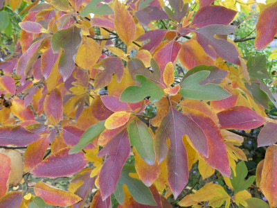 2022-10-15 Sassafras albidum 1.jpg