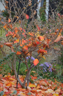 Hamamelis-ArnoldPromis.22-8.jpg
