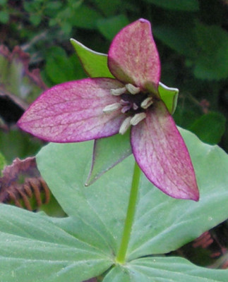 Trillium_Hybr_070.jpg