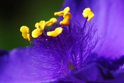 Tradescantia_x_andersoniana_Sweet_Kate_1_11-05-2008.jpg