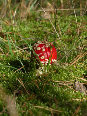 2022-10-12 Fliegenpilz.jpg