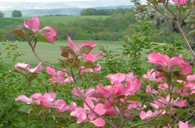 Cornus_CC_043.jpg
