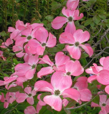 Cornus_CC_041.jpg