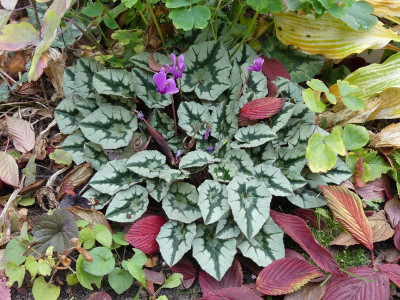 2022-10-15 Cyclamen hederifolium 1.jpg