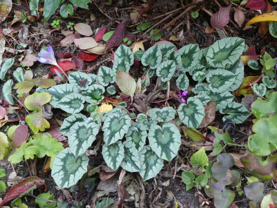 2022-10-15 Cyclamen hederifolium 2.jpg