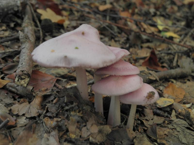 2019-09-28 Pilze und Garrensee (19).JPG