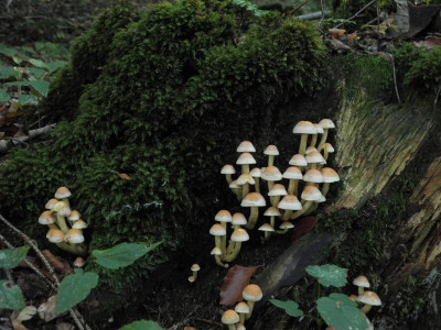 2019-09-28 Pilze und Garrensee (26).JPG