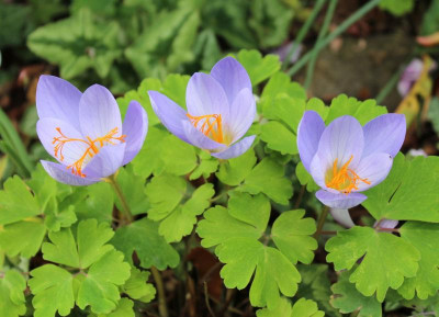 Crocus speciosus22.jpg