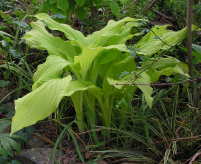 Hosta_Ophir_035.jpg