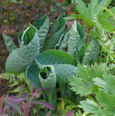 Hosta_Deep_Blue_Sea_117.jpg