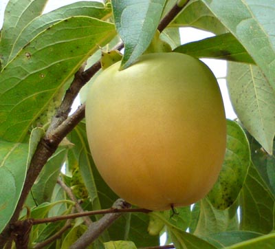 Diospyros kaki Rojo Frucht 281011.jpg