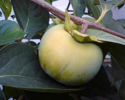 D.kaki Vanille 240811 klein.jpg
