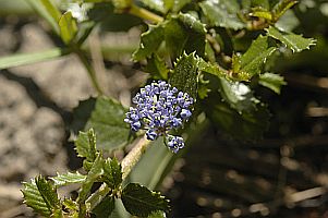 ceanothus_repens.jpg