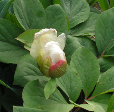 Paeonia_mascula_hellenica_050.jpg