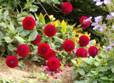 Dahlien.JPG