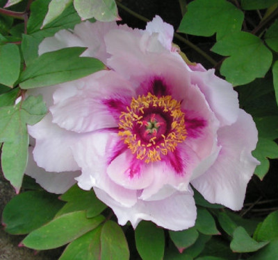 Paeonia_suff_115.jpg