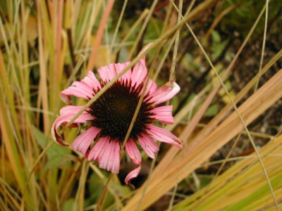 Nachblute_Echinacea.jpg