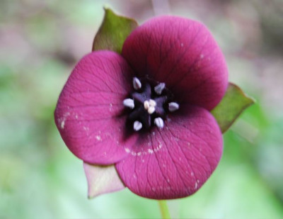Trillium_erectum_Blute.jpg