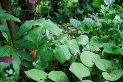 Trillium_erectum_habitus.jpg