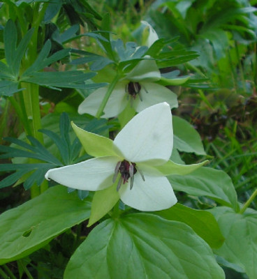 Trillium_simile_162.jpg