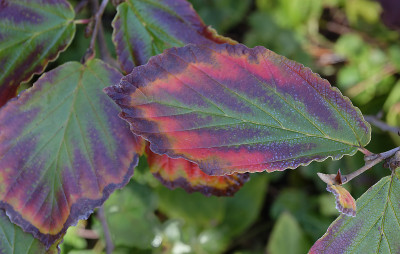 DSC_6417_DxO.jpg