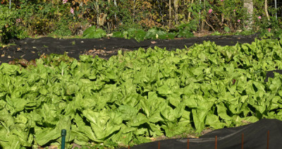 Herbstsalate.jpg