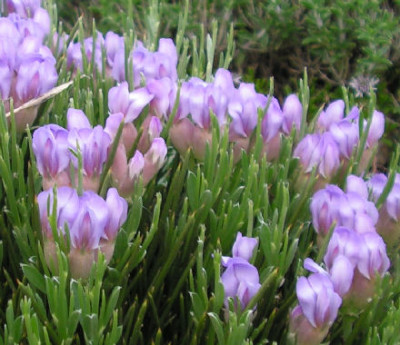Erinacea_anthyllis_109.jpg