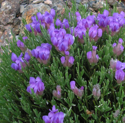 Erinacea_anthyllis_Alhambra_105.jpg
