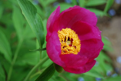 P._officinalis.jpg