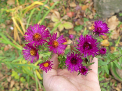 2022-10-16 Aster 1.jpg
