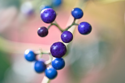 Ampelopsis-Okt1522_018_00001.jpg
