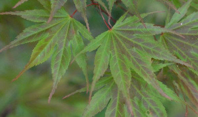 Acer_palmatum_Masukagami_Blatt-0199-klein.jpg