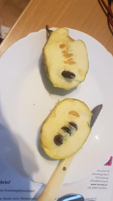 Prima_Frucht3.jpg