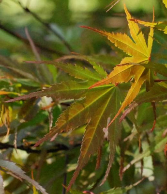 Acer_palmatum_Masukagami_mehr_Sonne-0189-klein.jpg