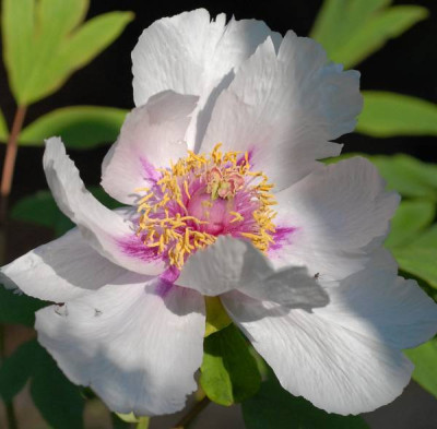 Paeonia_rockii-0161-klein.jpg