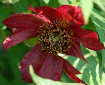 Paeonia_delavayi-0165-klein.jpg