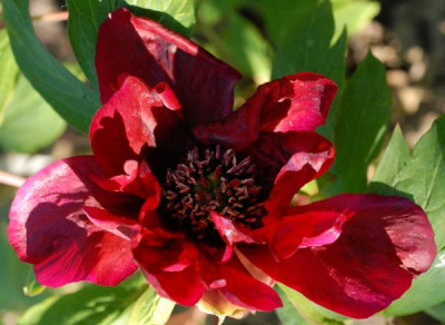 Paeonia_Sang_Lorrain-0212-klein.jpg