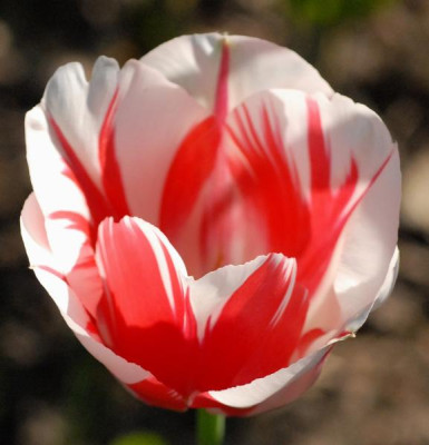 Tulipa_Sorbet-0213-klein.jpg