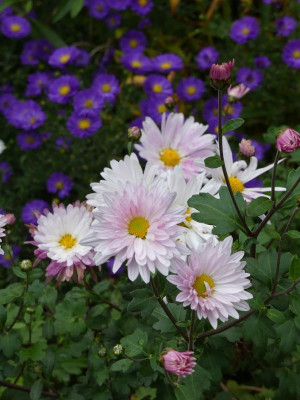 2022-10-15 Chrysanthemum 'Tina'.jpg